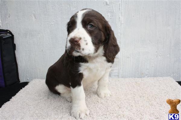 English Springer Spaniel