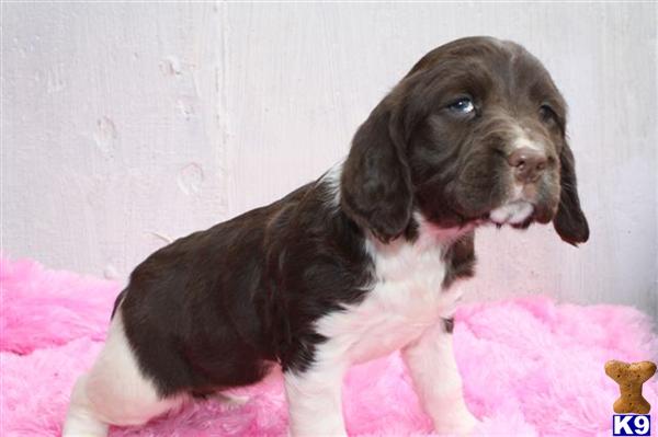 English Springer Spaniel