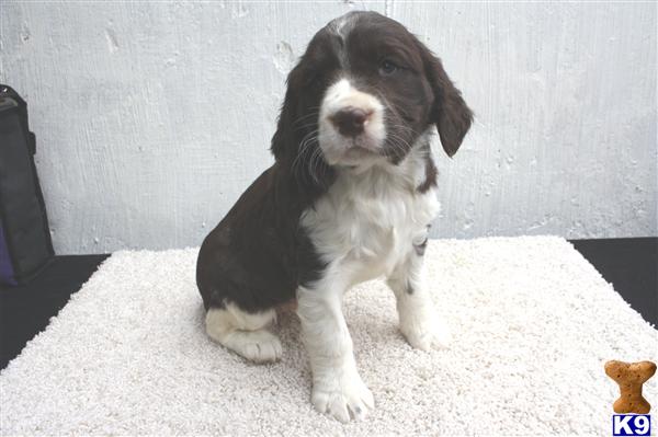 English Springer Spaniel