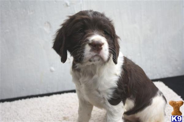 English Springer Spaniel