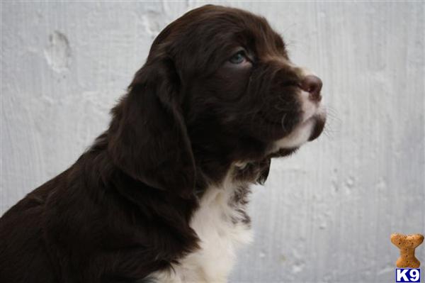 English Springer Spaniel