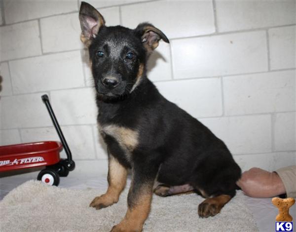 German Shepherd