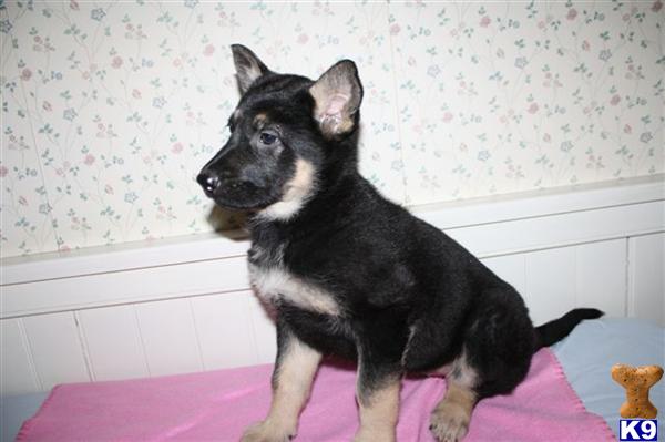 German Shepherd