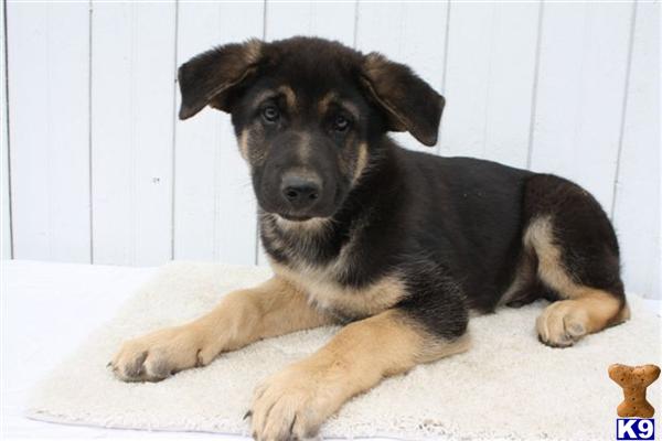 German Shepherd