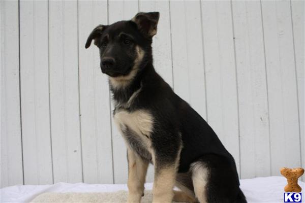 German Shepherd