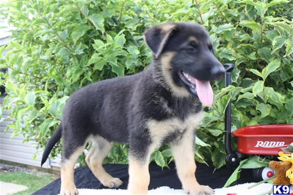 German Shepherd