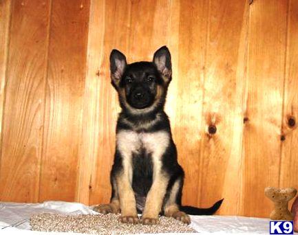 German Shepherd