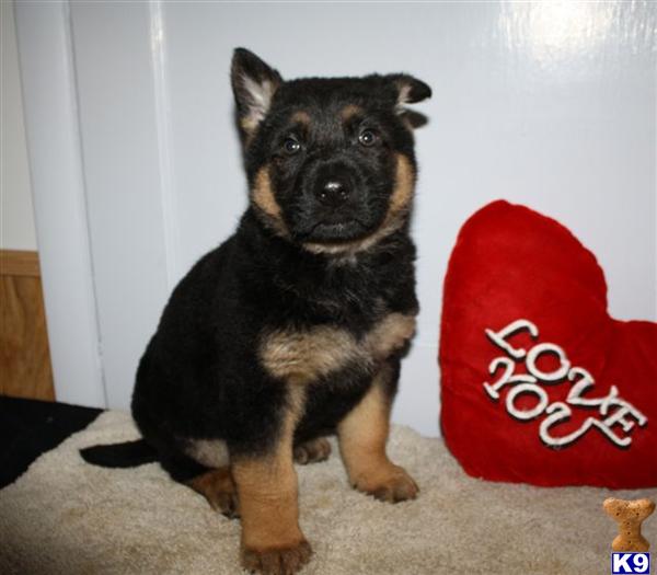 German Shepherd