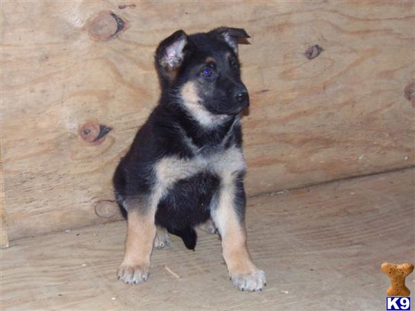 German Shepherd