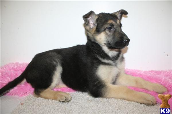 German Shepherd