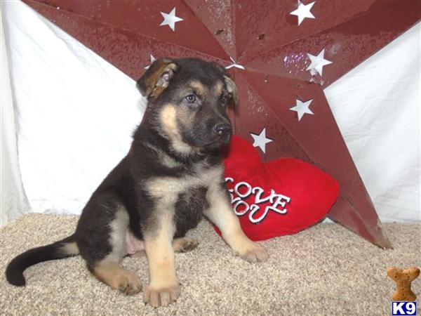 German Shepherd