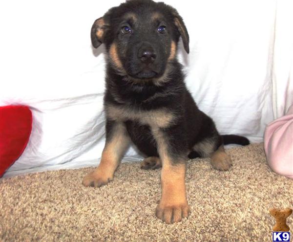 German Shepherd