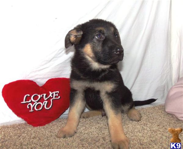 German Shepherd