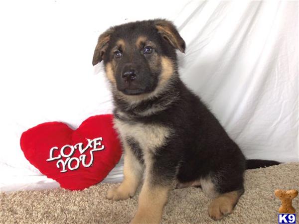 German Shepherd