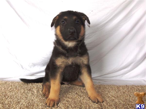 German Shepherd