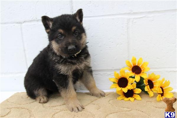 German Shepherd