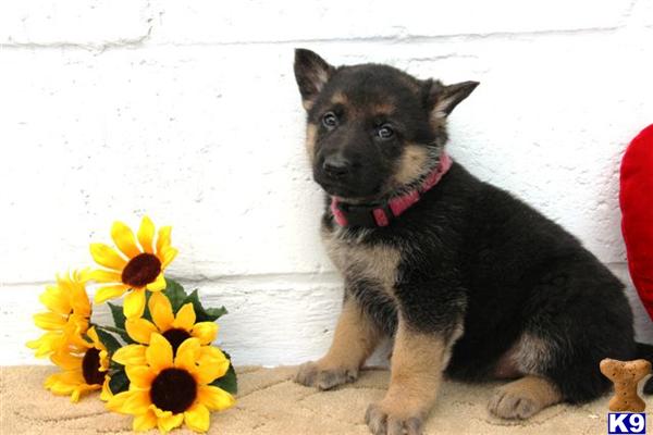 German Shepherd