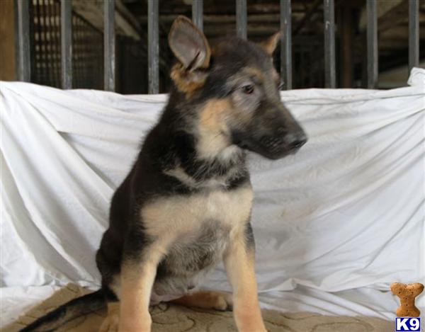 German Shepherd