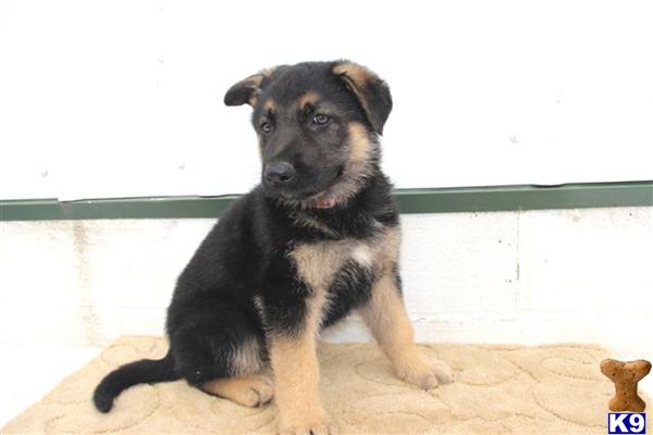 German Shepherd