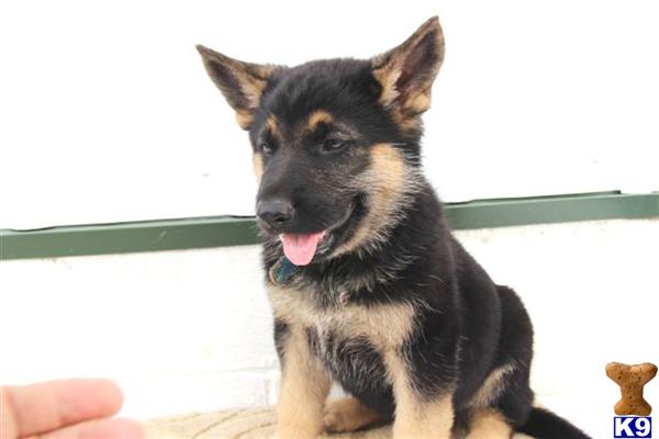 German Shepherd