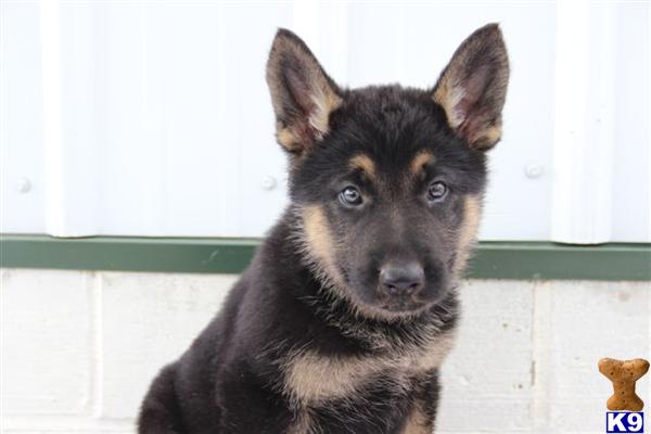 German Shepherd