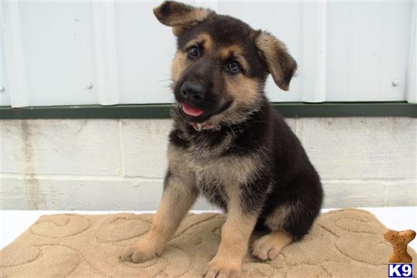 German Shepherd