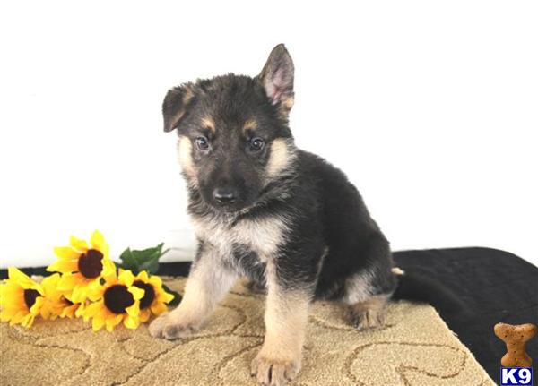 German Shepherd