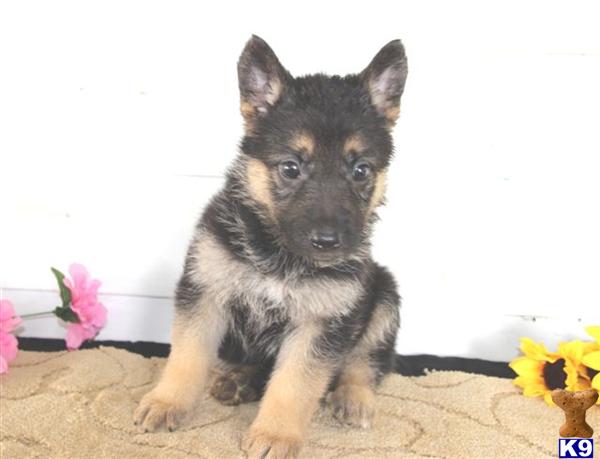 German Shepherd