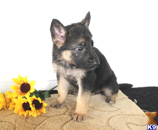 German Shepherd