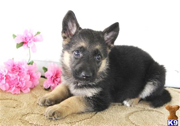 German Shepherd