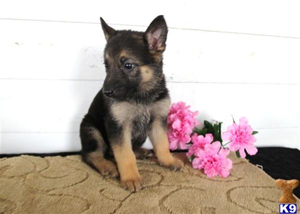 German Shepherd