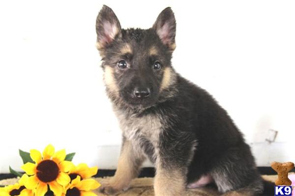 German Shepherd