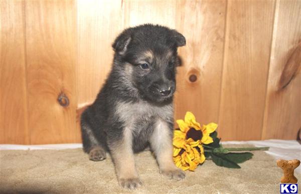 German Shepherd