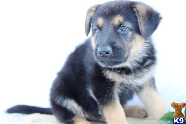 German Shepherd