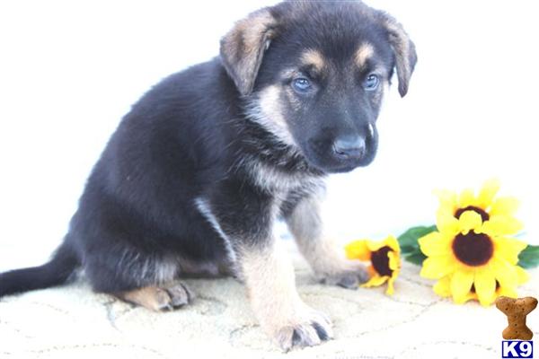 German Shepherd