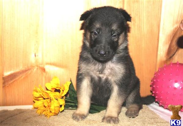 German Shepherd