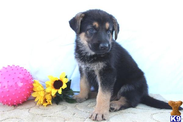 German Shepherd