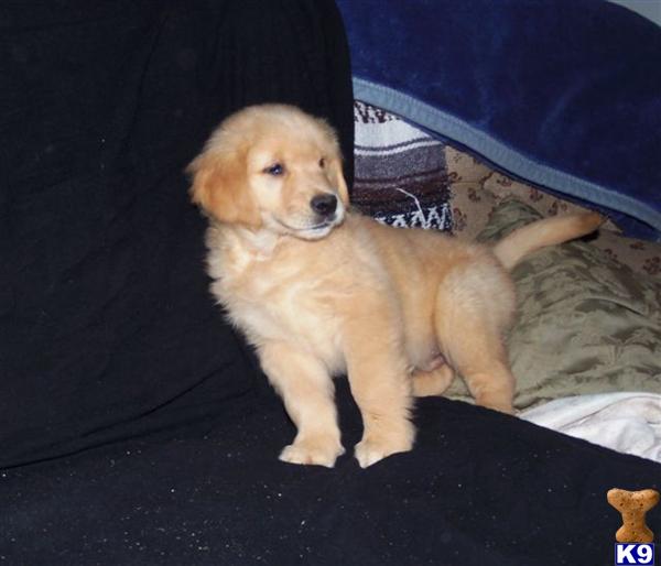 Golden Retriever