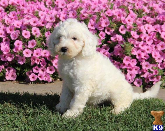 goldendoodles puppy posted by rbowman472