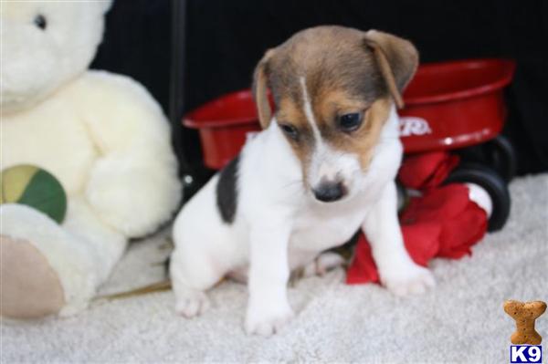 Jack Russell Terrier