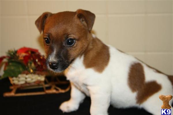 Jack Russell Terrier