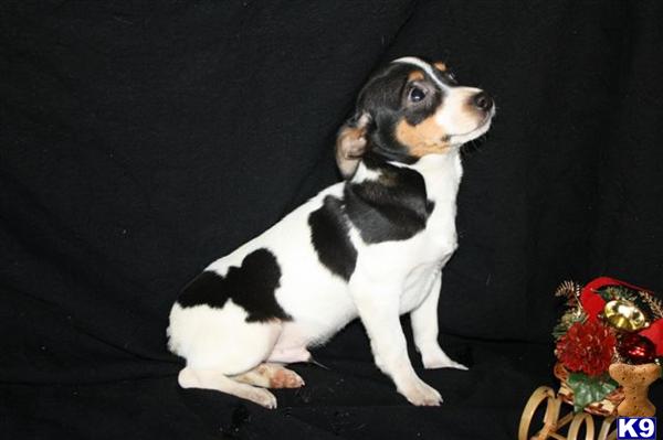 Jack Russell Terrier