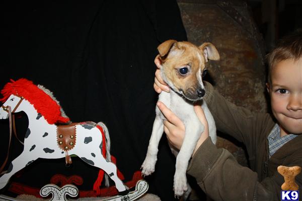 Jack Russell Terrier