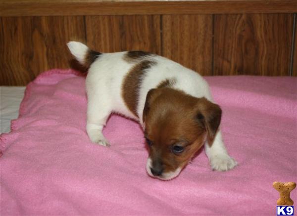 Jack Russell Terrier