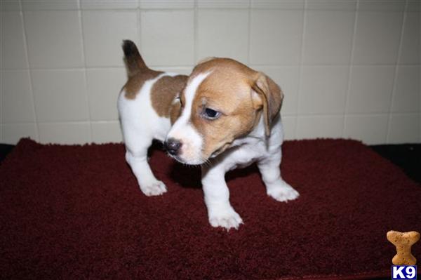 Jack Russell Terrier