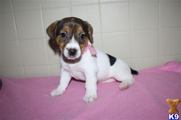 Jack Russell Terrier