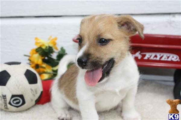 Jack Russell Terrier