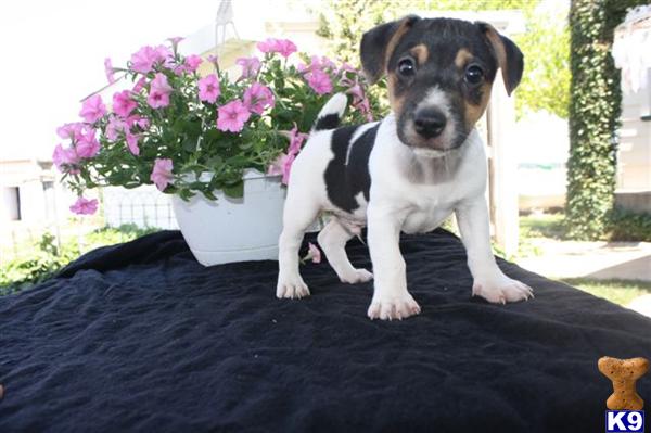 Jack Russell Terrier