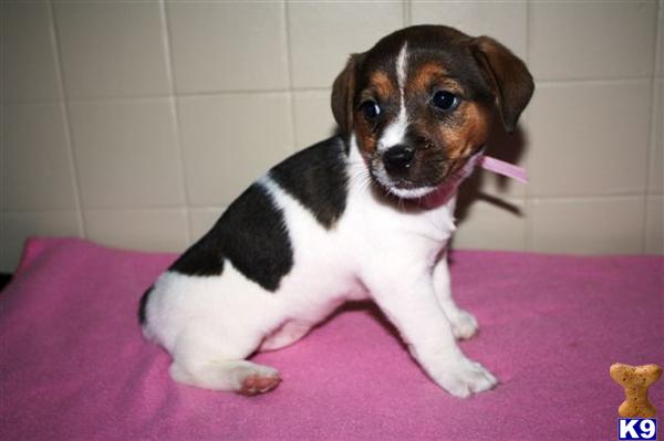 Jack Russell Terrier