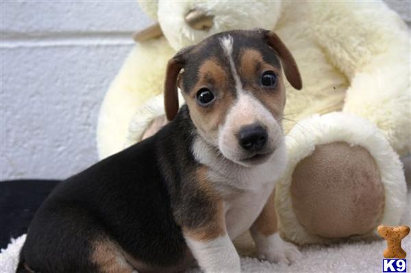 Jack Russell Terrier